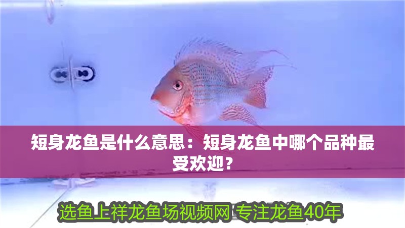 短身龍魚是什么意思：短身龍魚中哪個(gè)品種最受歡迎？