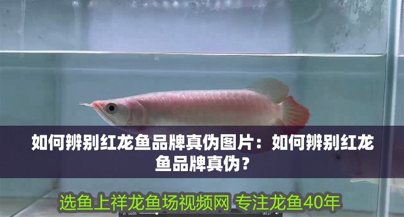 如何辨別紅龍魚品牌真偽圖片：如何辨別紅龍魚品牌真偽？