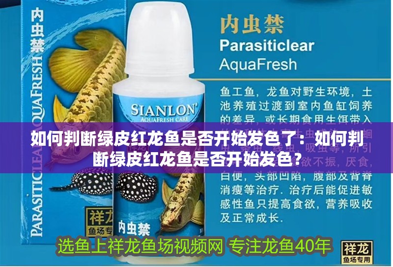 如何判斷綠皮紅龍魚是否開始發(fā)色了：如何判斷綠皮紅龍魚是否開始發(fā)色？