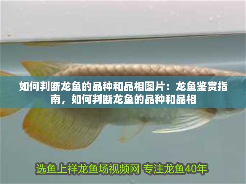 如何判斷龍魚的品種和品相圖片：龍魚鑒賞指南，如何判斷龍魚的品種和品相