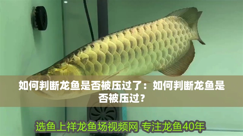 如何判斷龍魚是否被壓過了：如何判斷龍魚是否被壓過？
