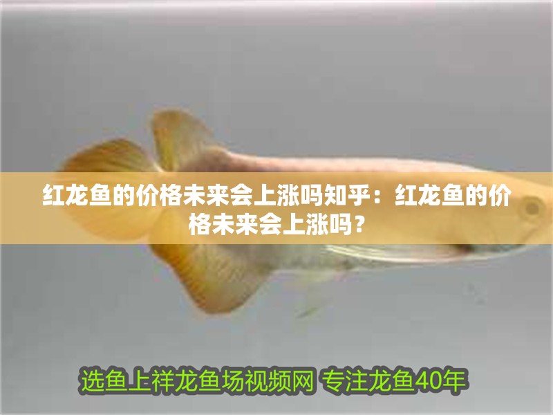 紅龍魚的價格未來會上漲嗎知乎：紅龍魚的價格未來會上漲嗎？