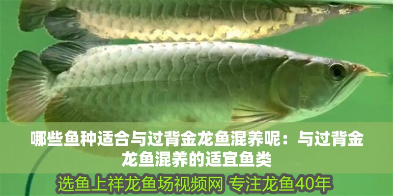 哪些魚種適合與過背金龍魚混養呢：與過背金龍魚混養的適宜魚類