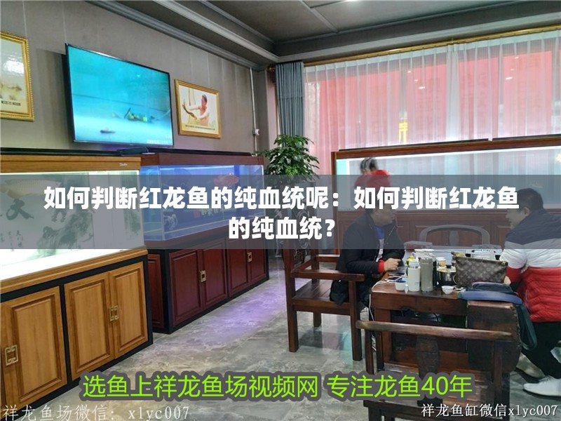 如何判斷紅龍魚的純血統(tǒng)呢：如何判斷紅龍魚的純血統(tǒng)？