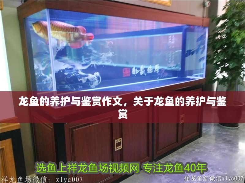 龍魚的養護與鑒賞作文，關于龍魚的養護與鑒賞