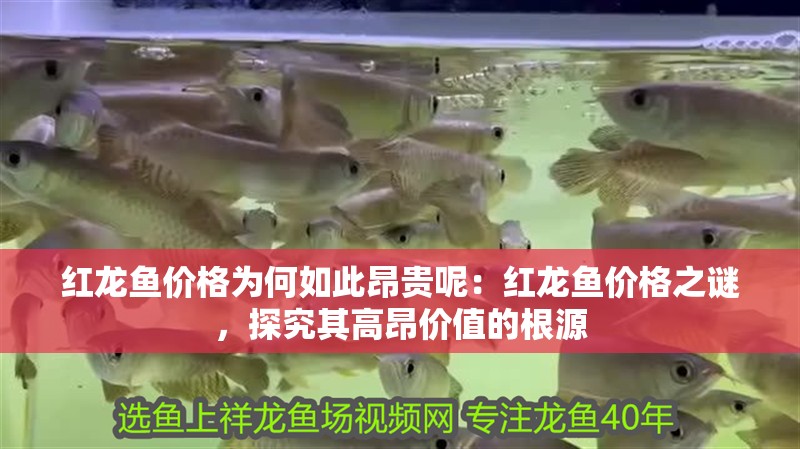 紅龍魚價格為何如此昂貴呢：紅龍魚價格之謎，探究其高昂價值的根源