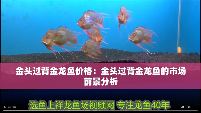 金頭過(guò)背金龍魚(yú)價(jià)格：金頭過(guò)背金龍魚(yú)的市場(chǎng)前景分析