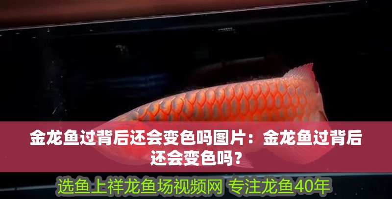 金龍魚過背后還會變色嗎圖片：金龍魚過背后還會變色嗎？