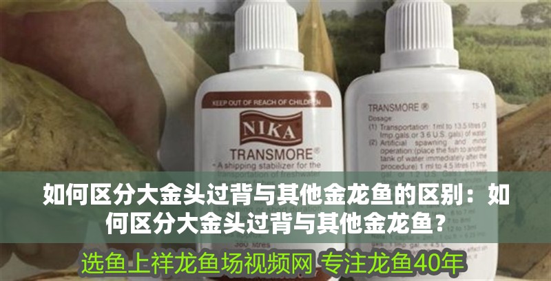 如何區分大金頭過背與其他金龍魚的區別：如何區分大金頭過背與其他金龍魚？