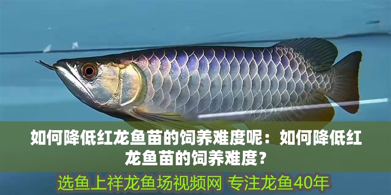 如何降低紅龍魚苗的飼養難度呢：如何降低紅龍魚苗的飼養難度？