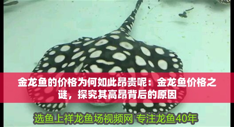 金龍魚的價格為何如此昂貴呢：金龍魚價格之謎，探究其高昂背后的原因