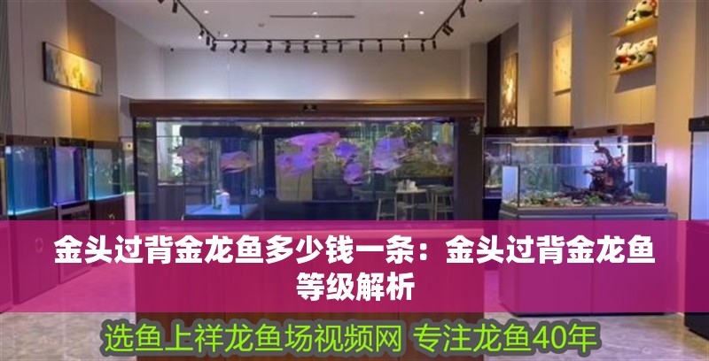 金頭過背金龍魚多少錢一條：金頭過背金龍魚等級解析