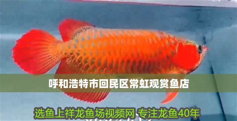 呼和浩特市回民區常虹觀賞魚店
