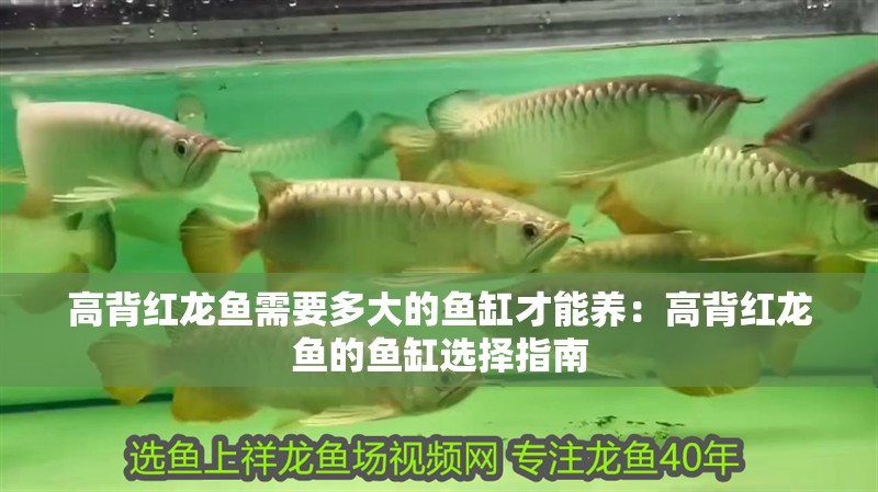高背紅龍魚需要多大的魚缸才能養：高背紅龍魚的魚缸選擇指南