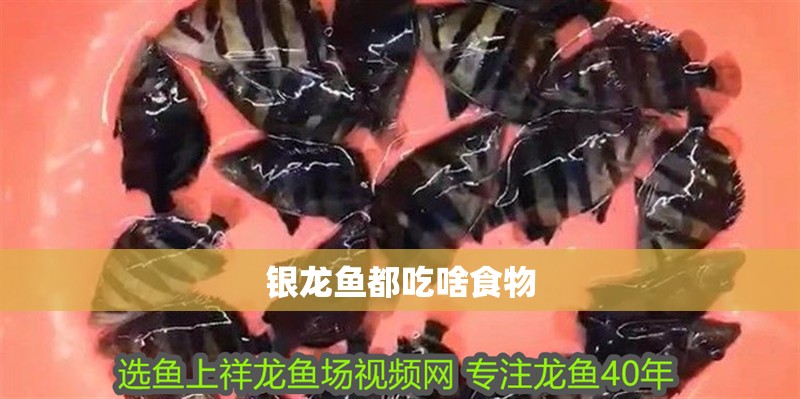 銀龍魚都吃啥食物