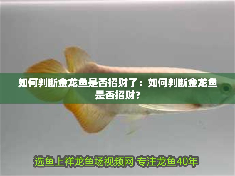 如何判斷金龍魚是否招財了：如何判斷金龍魚是否招財？