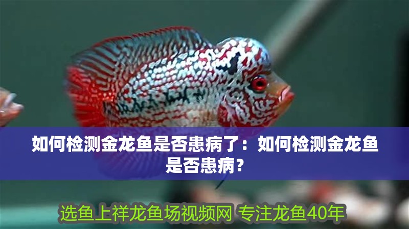 如何檢測金龍魚是否患病了：如何檢測金龍魚是否患病？