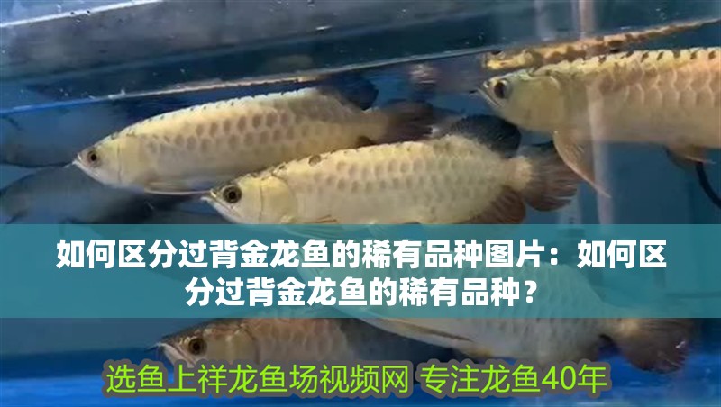 如何區(qū)分過(guò)背金龍魚(yú)的稀有品種圖片：如何區(qū)分過(guò)背金龍魚(yú)的稀有品種？
