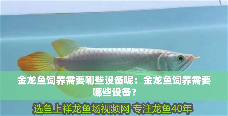金龍魚飼養需要哪些設備呢：金龍魚飼養需要哪些設備？