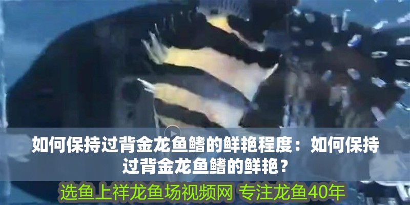 如何保持過背金龍魚鰭的鮮艷程度：如何保持過背金龍魚鰭的鮮艷？