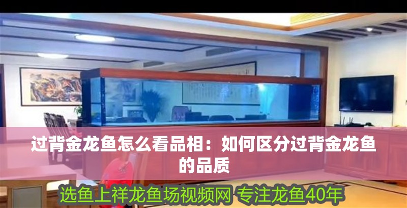 過背金龍魚怎么看品相：如何區(qū)分過背金龍魚的品質(zhì)