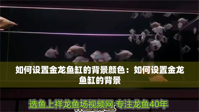 如何設置金龍魚缸的背景顏色：如何設置金龍魚缸的背景