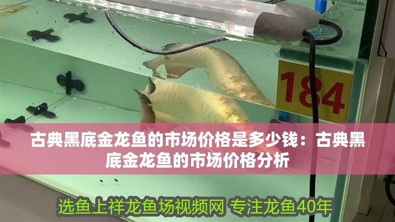 古典黑底金龍魚的市場價格是多少錢：古典黑底金龍魚的市場價格分析
