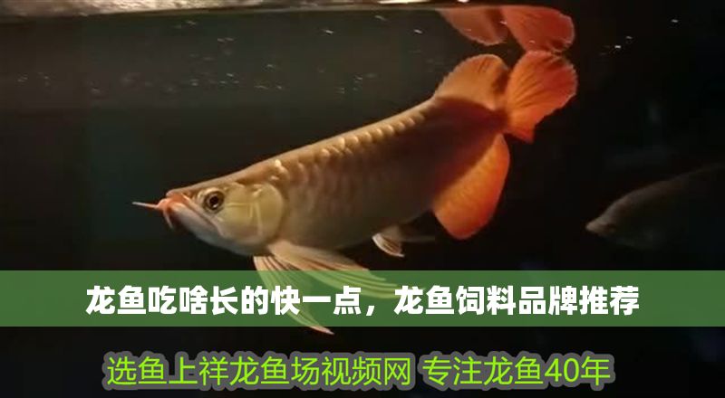 龍魚吃啥長的快一點，龍魚飼料品牌推薦