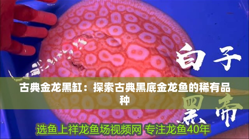 古典金龍黑缸：探索古典黑底金龍魚的稀有品種