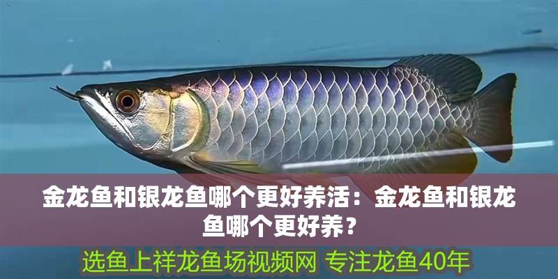金龍魚和銀龍魚哪個(gè)更好養(yǎng)活：金龍魚和銀龍魚哪個(gè)更好養(yǎng)？