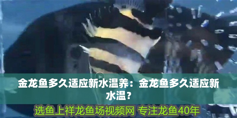 金龍魚多久適應新水溫養：金龍魚多久適應新水溫？