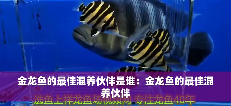 金龍魚的最佳混養伙伴是誰：金龍魚的最佳混養伙伴