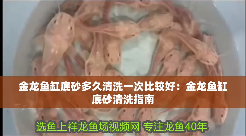 金龍魚缸底砂多久清洗一次比較好：金龍魚缸底砂清洗指南