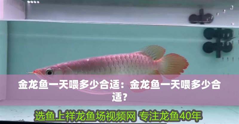 金龍魚一天喂多少合適：金龍魚一天喂多少合適？