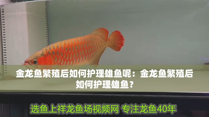 金龍魚繁殖后如何護理雄魚呢：金龍魚繁殖后如何護理雄魚？