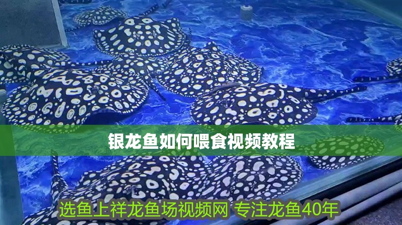 銀龍魚如何喂食視頻教程