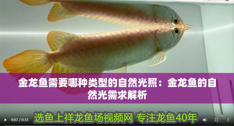金龍魚需要哪種類型的自然光照：金龍魚的自然光需求解析