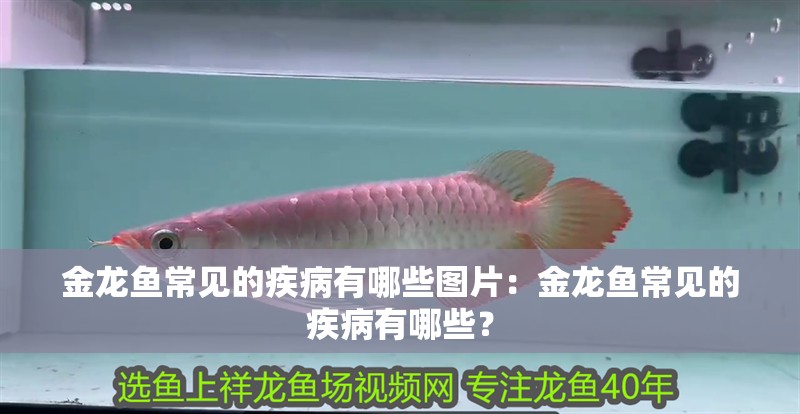 金龍魚常見的疾病有哪些圖片：金龍魚常見的疾病有哪些？