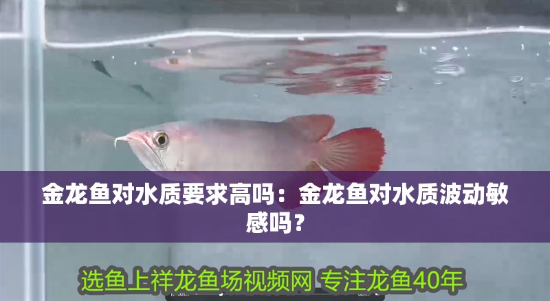 金龍魚對水質要求高嗎：金龍魚對水質波動敏感嗎？