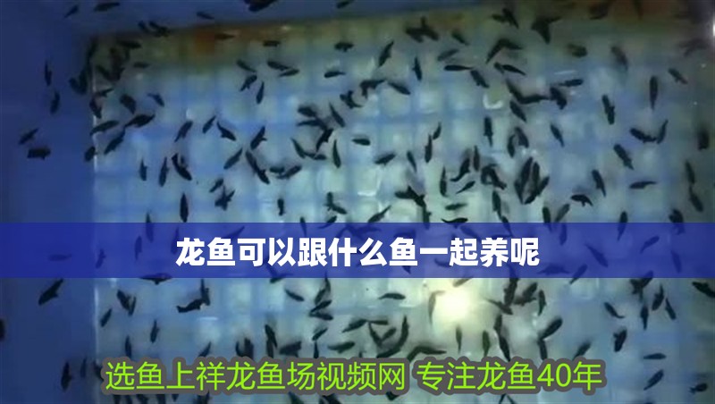 龍魚(yú)可以跟什么魚(yú)一起養(yǎng)呢