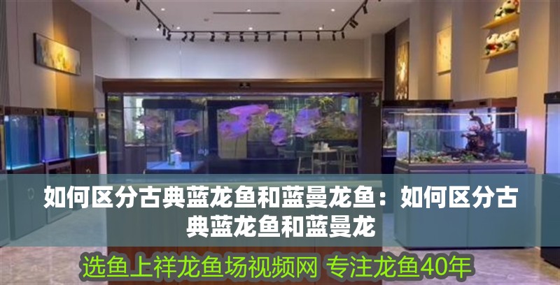 如何區(qū)分古典藍龍魚和藍曼龍魚：如何區(qū)分古典藍龍魚和藍曼龍