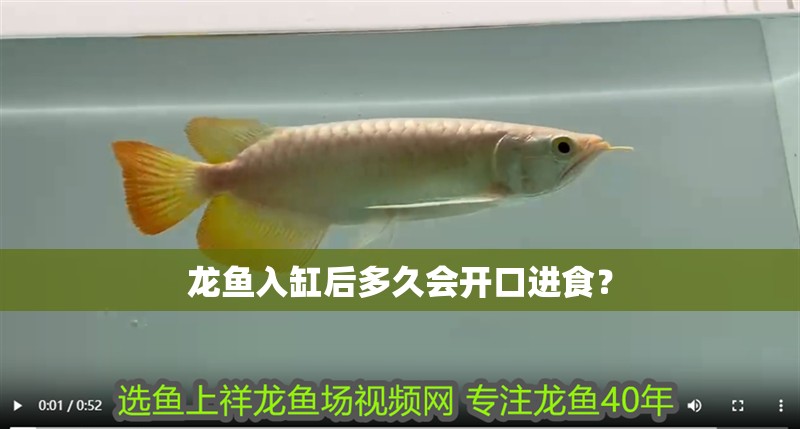 龍魚入缸后多久會開口進食？