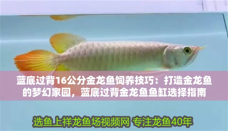 藍底過背16公分金龍魚飼養技巧：打造金龍魚的夢幻家園，藍底過背金龍魚魚缸選擇指南