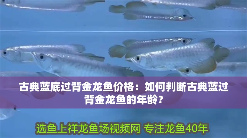 古典藍底過背金龍魚價格：如何判斷古典藍過背金龍魚的年齡？
