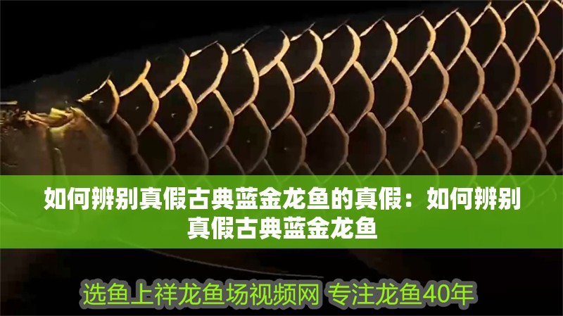 如何辨別真假古典藍金龍魚的真假：如何辨別真假古典藍金龍魚