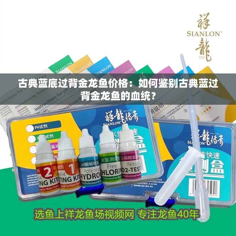 古典藍(lán)底過背金龍魚價(jià)格：如何鑒別古典藍(lán)過背金龍魚的血統(tǒng)？