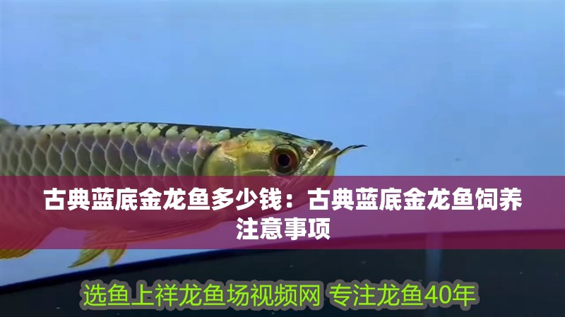 古典藍底金龍魚多少錢：古典藍底金龍魚飼養(yǎng)注意事項
