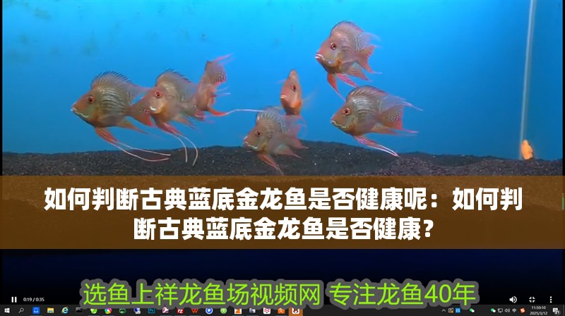 如何判斷古典藍底金龍魚是否健康呢：如何判斷古典藍底金龍魚是否健康？