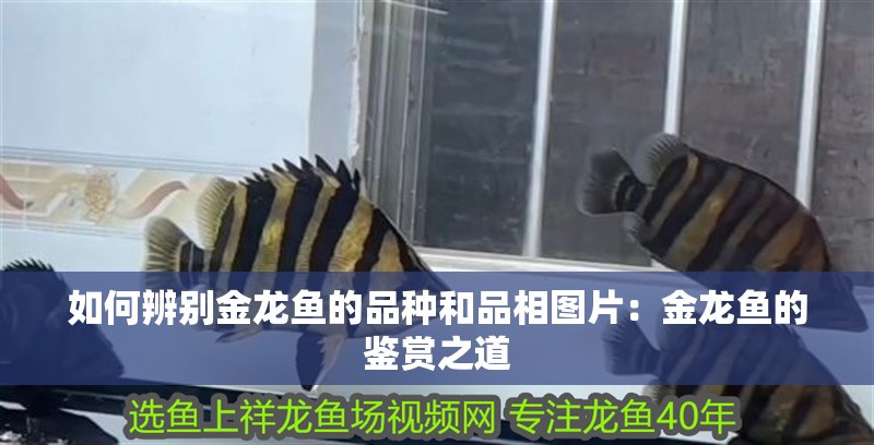 如何辨別金龍魚的品種和品相圖片：金龍魚的鑒賞之道