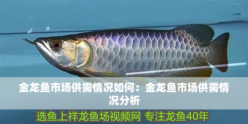 金龍魚市場供需情況如何：金龍魚市場供需情況分析
